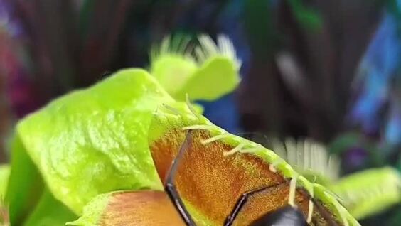 
        Одна роковая встреча    