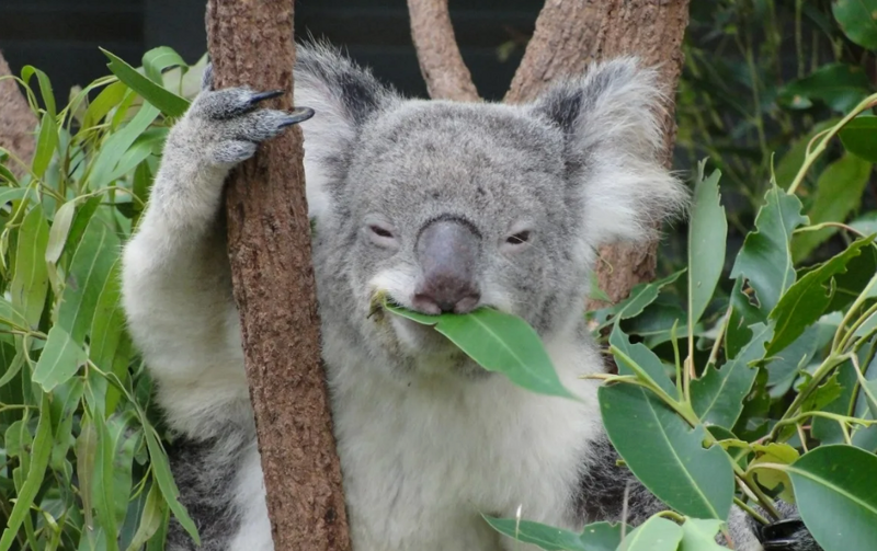 
        Коала: глупость этого зверя запредельна    
