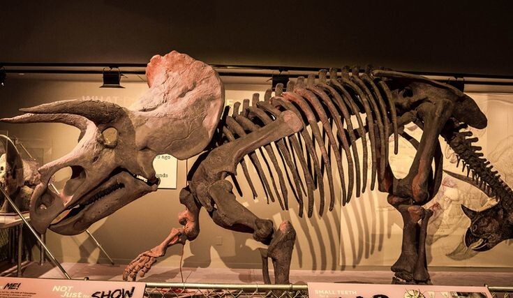 
        8&nbsp;реальных фактов, похожих на&nbsp;безумную выдумку    