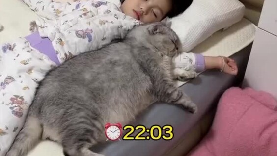 
        Кот&nbsp;добился своего    