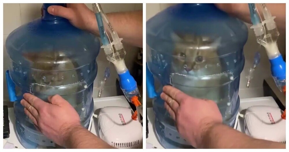 
        Самодельная ингаляционная камера для&nbsp;кота    