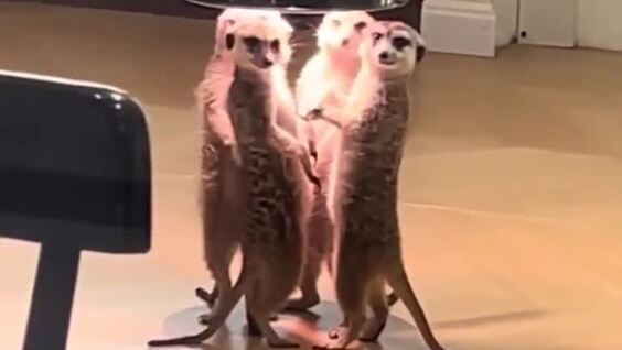 Сурикаты греются под лампой
Сурикаты греются под лампой