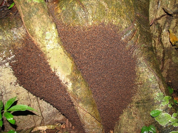 
        9&nbsp;реально странных фотографий дикой природы    