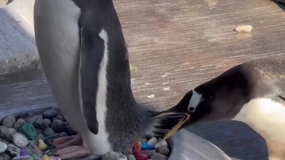 
        Пингвины Генту дарят самкам красивые камушки в&nbsp;знак любви    