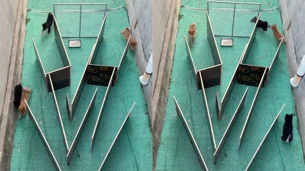 
        Когда обед превращается в&nbsp;игру    