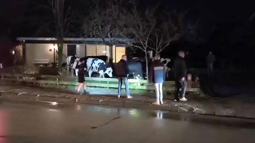 
        Коровы захватили деревню: снесли заборы и&nbsp;устроили хаос    