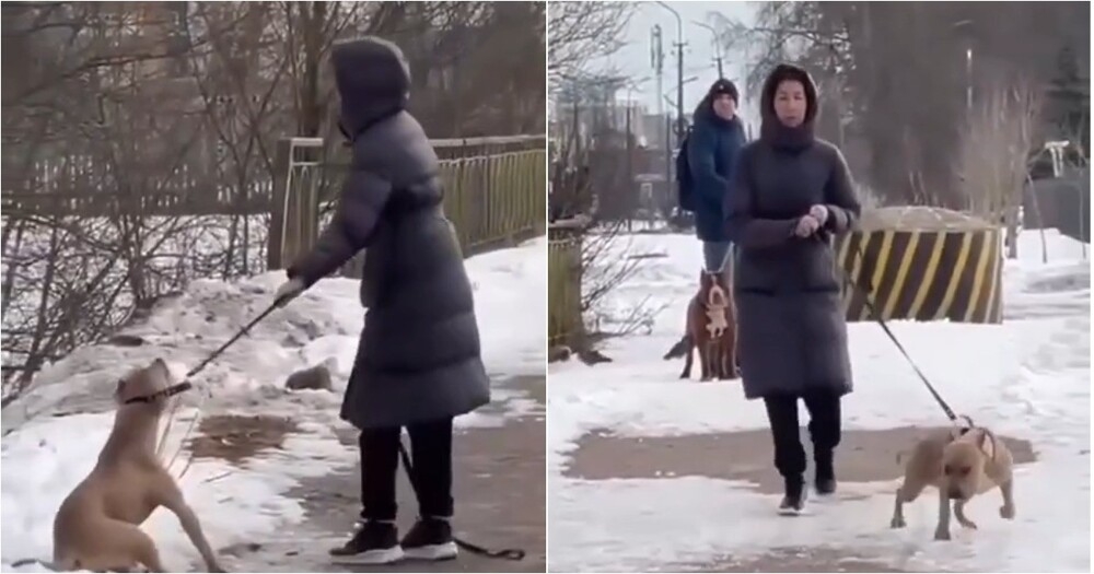 
        Собака бойцовской породы набросилась на&nbsp;ребёнка    