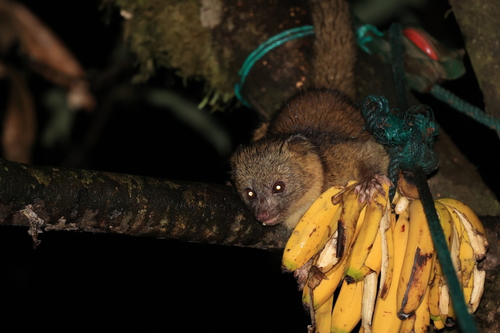 Олингито: енот, который решил стать обезьяной
Олингито: енот, который решил стать обезьяной