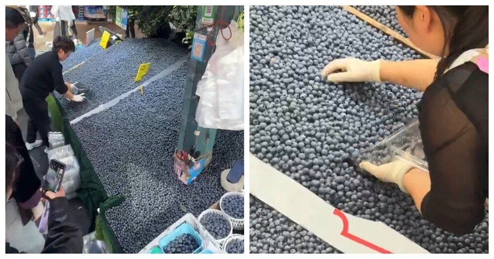 
        В&nbsp;Китае килограмм голубики продают всего за&nbsp;460&nbsp;рублей    