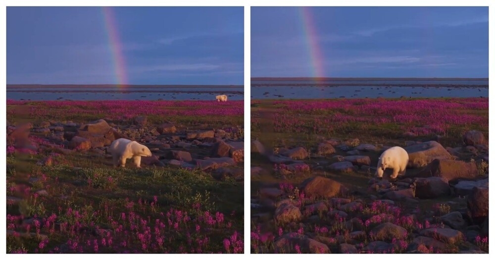 
        Белые медведи среди цветов    