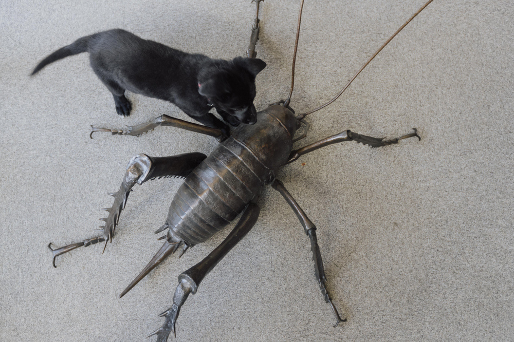 Гигантская уэта: в Новой Зеландии эти чудовища заменяют зайцев!
Гигантская уэта: в Новой Зеландии эти чудовища заменяют зайцев!