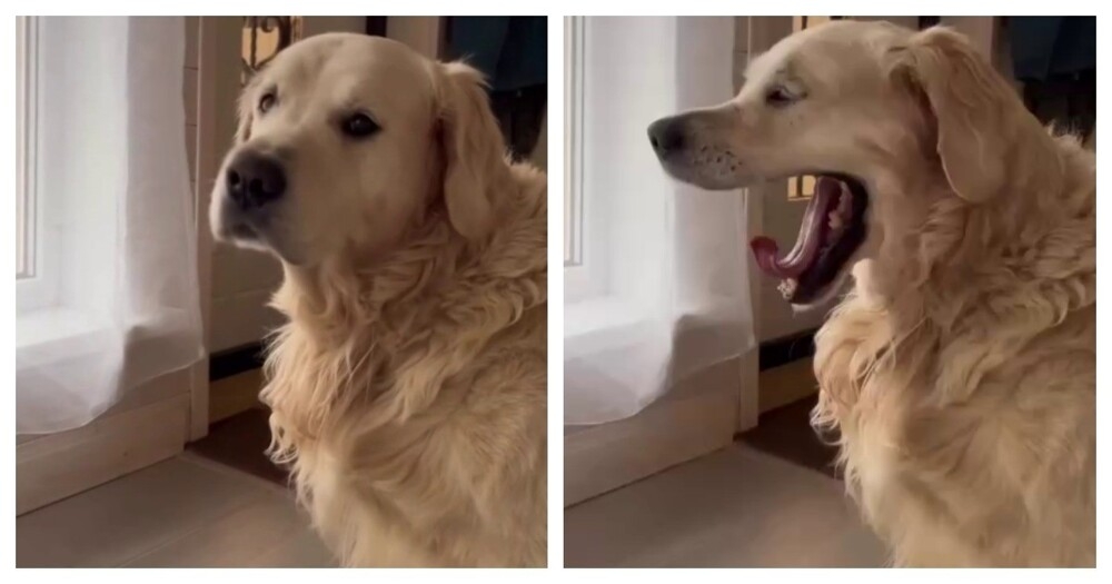 
        Самый сонный и&nbsp;невыспавшийся пёс    