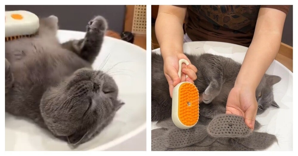 Хорошая чесалка для кошек
Хорошая чесалка для кошек