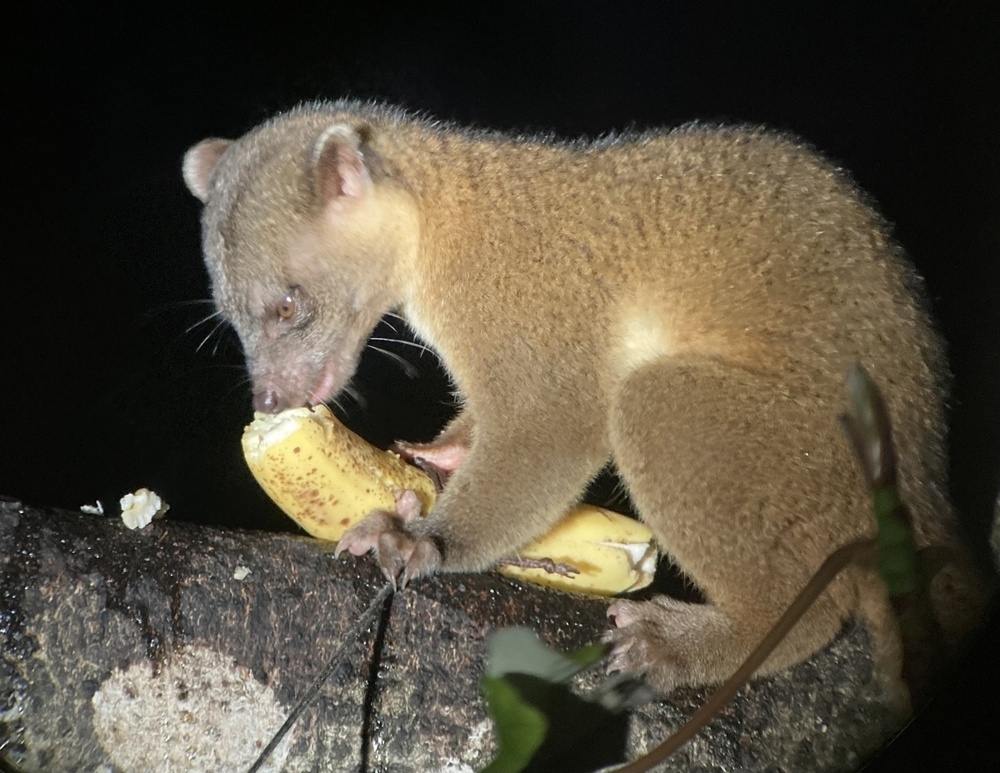 Олингито: енот, который решил стать обезьяной
Олингито: енот, который решил стать обезьяной