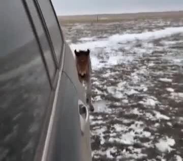 Парень помог потерявшемуся жеребёнку найти мать в степи
Парень помог потерявшемуся жеребёнку найти мать в степи