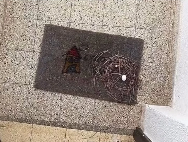 Как голуби строят свои гнезда: (7 фото + видео)