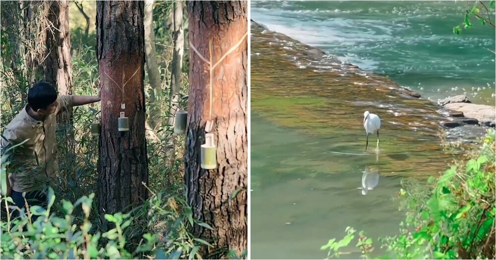 
        Как&nbsp;в&nbsp;древнем Китае изготавливали кисти    