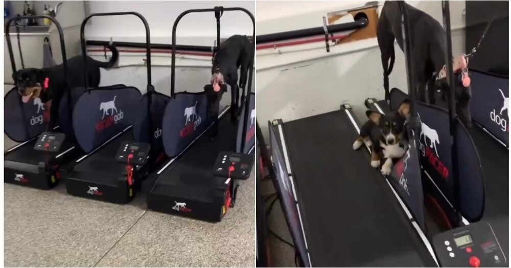 
        В&nbsp;США&nbsp;&laquo;хитрый&raquo; корги обманул полицейскую академию    