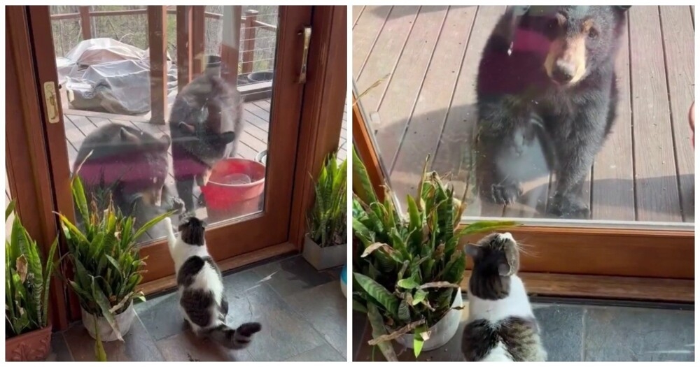 
        Страшнее кошки зверя нет    