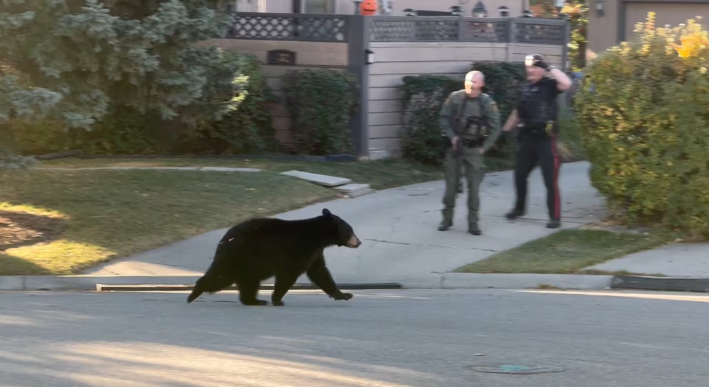 
        Барибал: американский медведь. Чем&nbsp;он&nbsp;отличается от&nbsp;русского?    