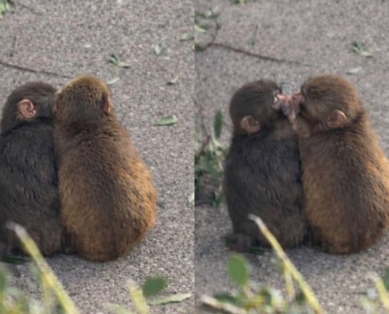 
        У&nbsp;обезьянки-сироты Панча появилась подружка    