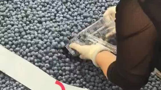 
        В&nbsp;Китае килограмм голубики продают всего за&nbsp;460&nbsp;рублей    