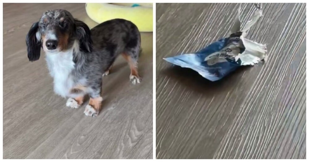 
        Пёс&nbsp;объелся мармелада с&nbsp;мелатонином    