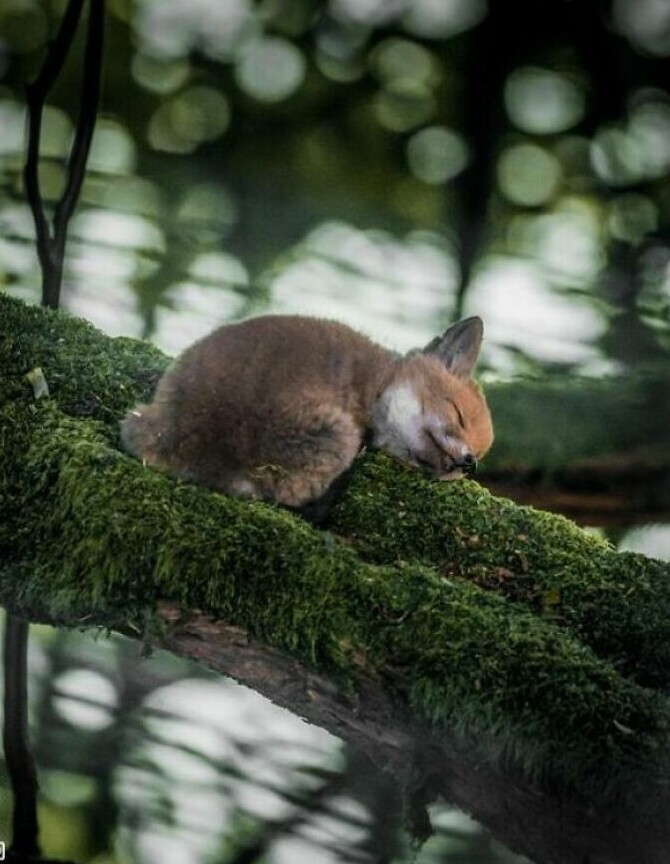 
        30&nbsp;снимков, доказывающих, что&nbsp;мимимишность спасёт мир    