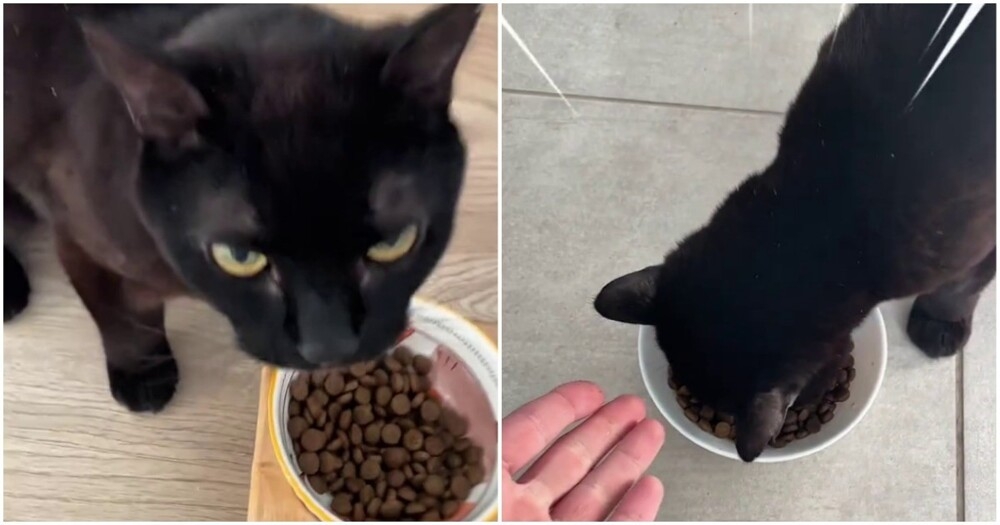 Парень приучил своего кота к сухому корму с помощью маркетинга
Парень приучил своего кота к сухому корму с помощью маркетинга