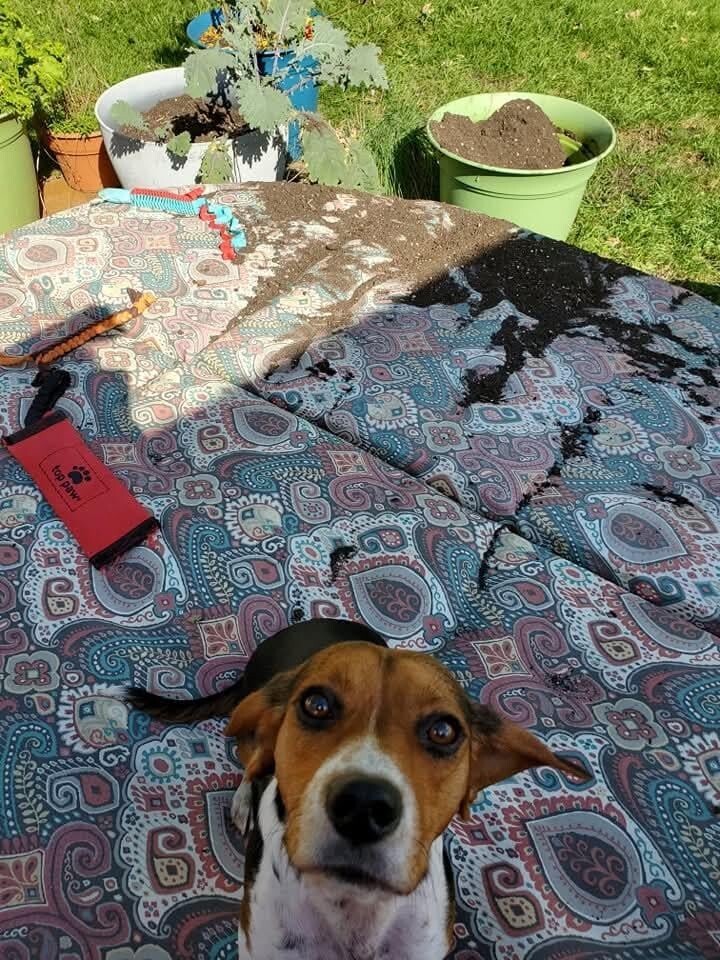 30 очаровательных пакостников, которые знают толк в дизайне и перепланировке
30 очаровательных пакостников, которые знают толк в дизайне и перепланировке