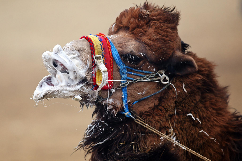 
        Фотографии дикой природы, которые могут удивить любого    