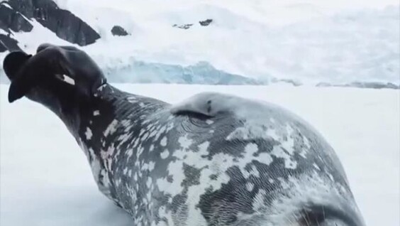 
        Тюлень &laquo;поёт&raquo; во&nbsp;сне    