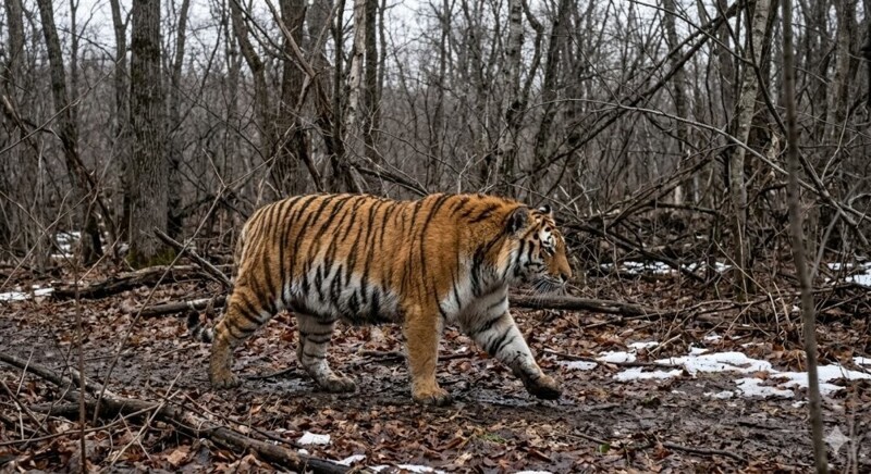 
        В&nbsp;Приморье фотоловушка сняла упитанного тигра    