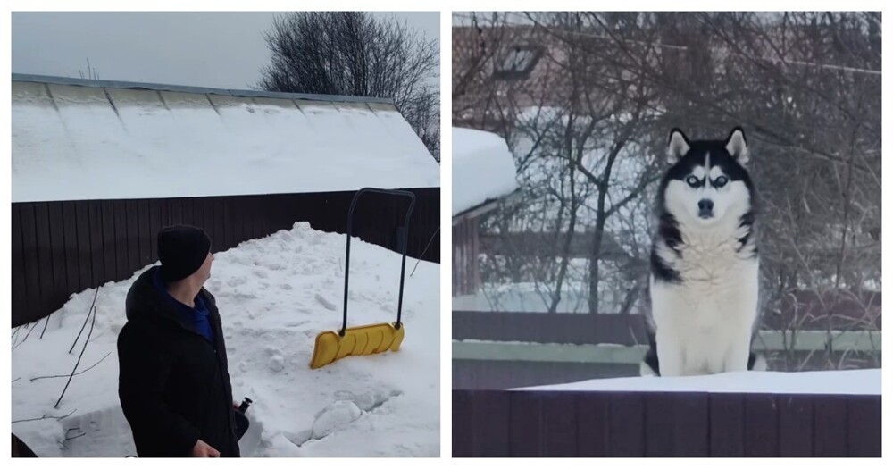 
        Соседский пёс&nbsp;учуял запах шашлыка    