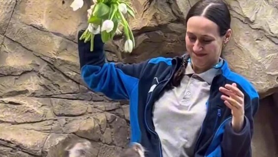 
        Выдры радуются тюльпанам    