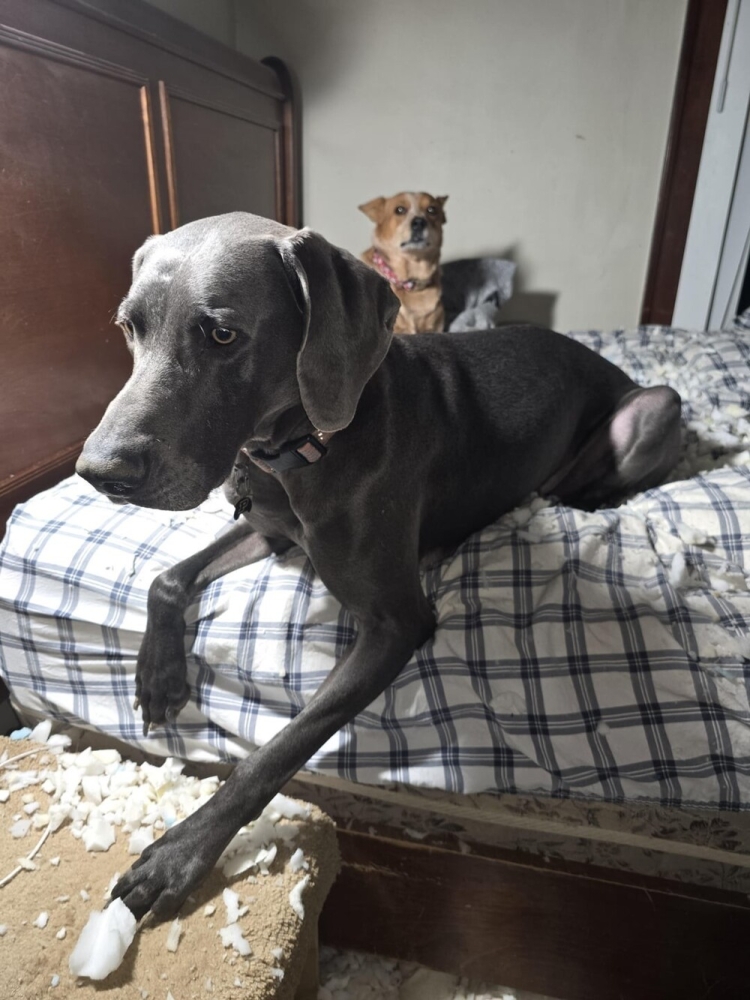 
        25&nbsp;фотороботов прелестных подозреваемых в&nbsp;совершении преступлений по&nbsp;уничтожению домашнего порядка    