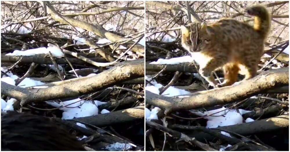 
        Дальневосточный кот&nbsp;стащил часть улова выдры    