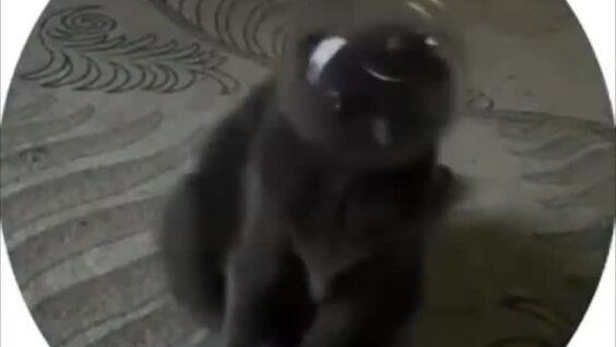 Кот-космонавт
Кот-космонавт