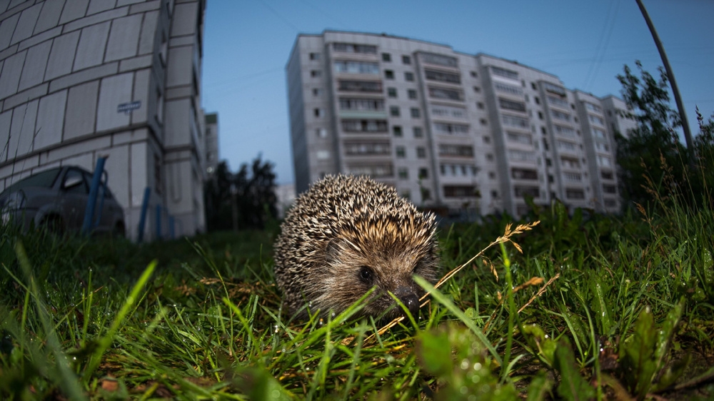 
        Правда ли, что&nbsp;больные животные специально выходят за&nbsp;помощью к&nbsp;людям?    