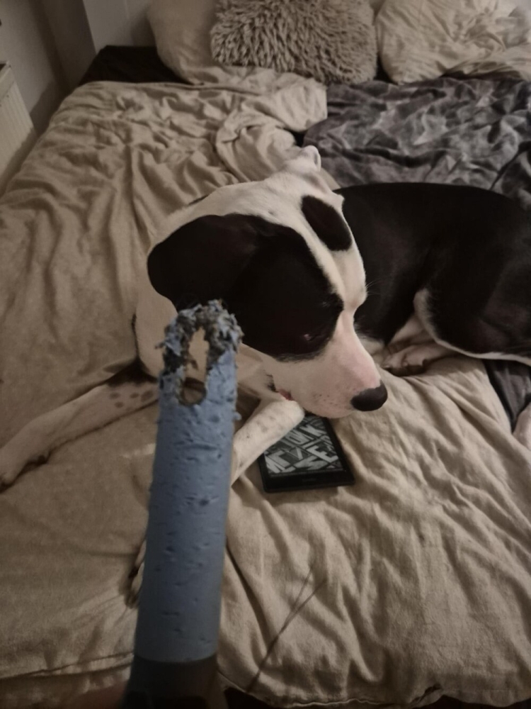 30 очаровательных пакостников, которые знают толк в дизайне и перепланировке
30 очаровательных пакостников, которые знают толк в дизайне и перепланировке