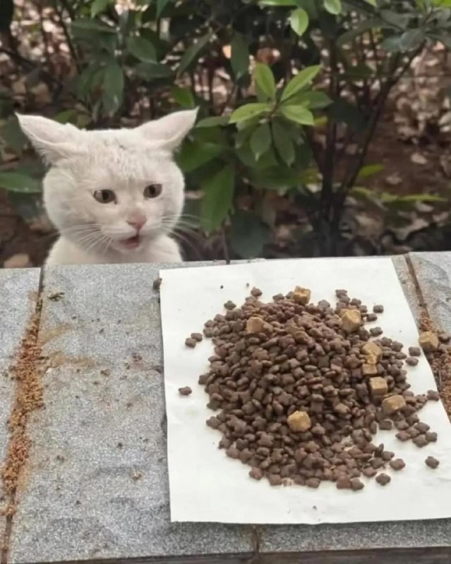 
        Уличный кот&nbsp;удивляется корму    