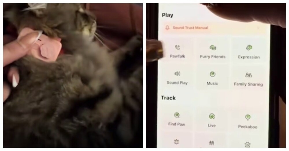 
        Телефон для&nbsp;кошек    