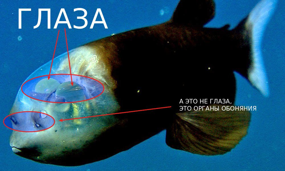 
        Бочкоглаз: самые странные глаза    