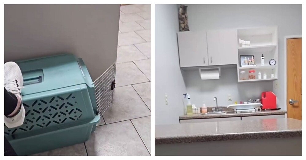 
        Кошка попыталась спрятаться от&nbsp;врача и&nbsp;хозяйки    