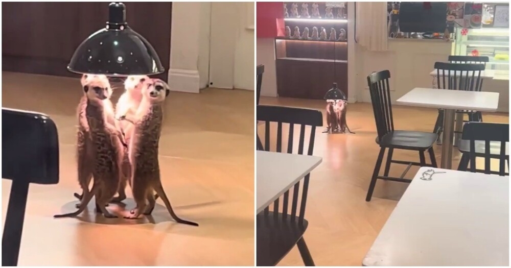 Сурикаты греются под лампой
Сурикаты греются под лампой