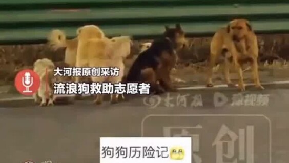 В Китае 7 украденных собак сбежали от похитителей и вернулись к хозяину
В Китае 7 украденных собак сбежали от похитителей и вернулись к хозяину