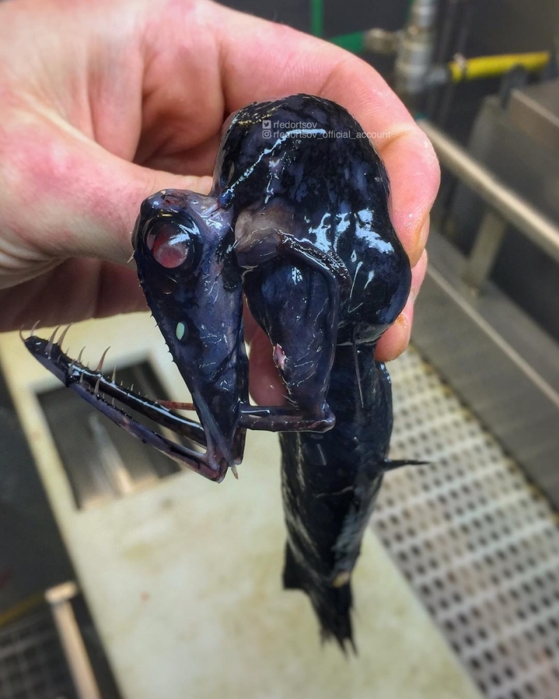 
        Фотографии дикой природы, которые могут удивить любого    