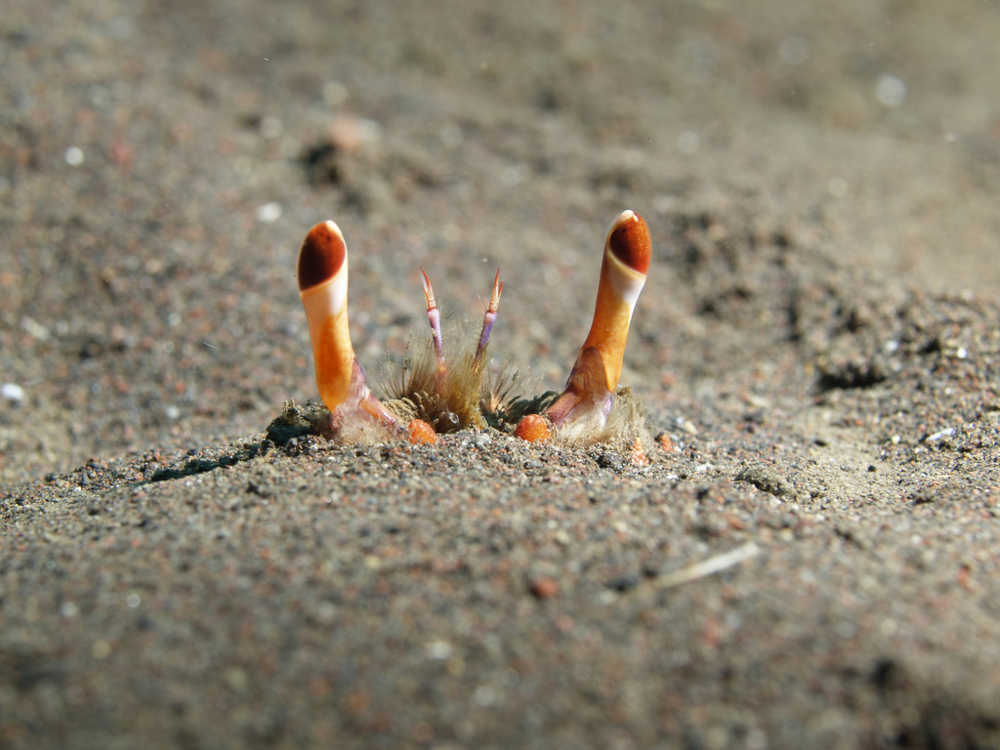 
        Лягушачий краб: существо между раком и&nbsp;крабом    