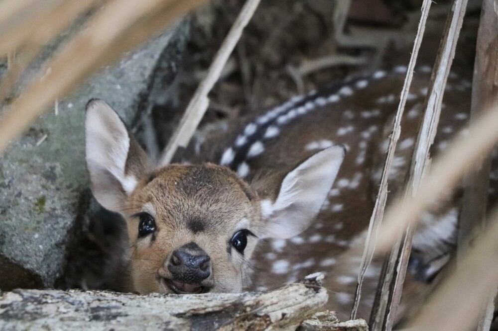 
        30&nbsp;снимков, доказывающих, что&nbsp;мимимишность спасёт мир    