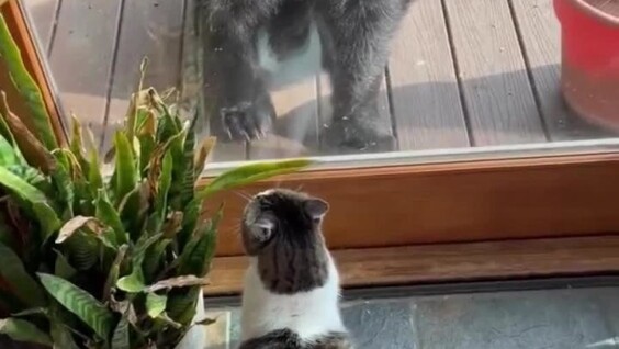 
        Страшнее кошки зверя нет    